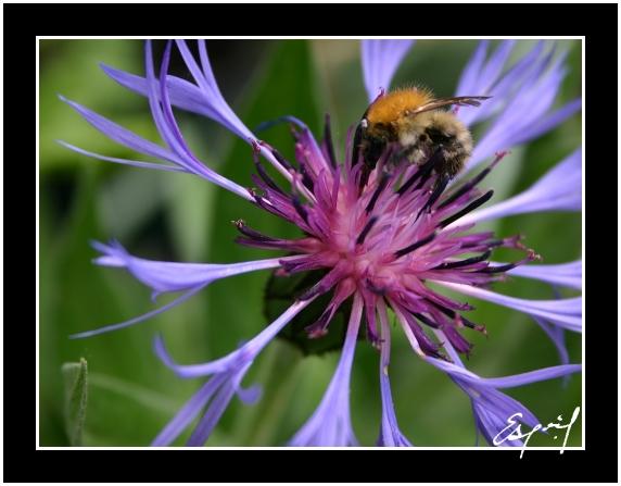 chardon+bourdon_500.jpg - Bleuet et bourdon