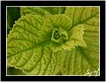 hortensia_vert_500